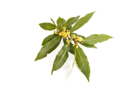 bay leaf against white background
